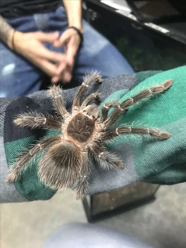 19998 tarantula species