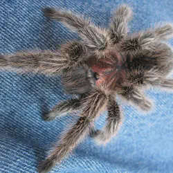 /img/20002-chilean-rose-tarantula-health-check.webp