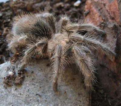 20004 female rose hair tarantula