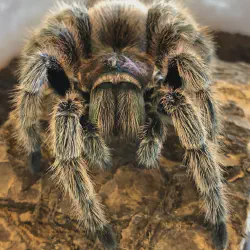 /img/20004-post-mating-tarantula.webp