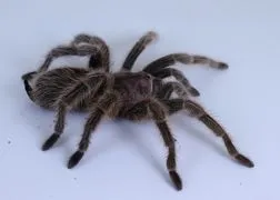 20004 tarantula mating environment