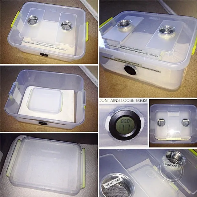 20005 incubator container