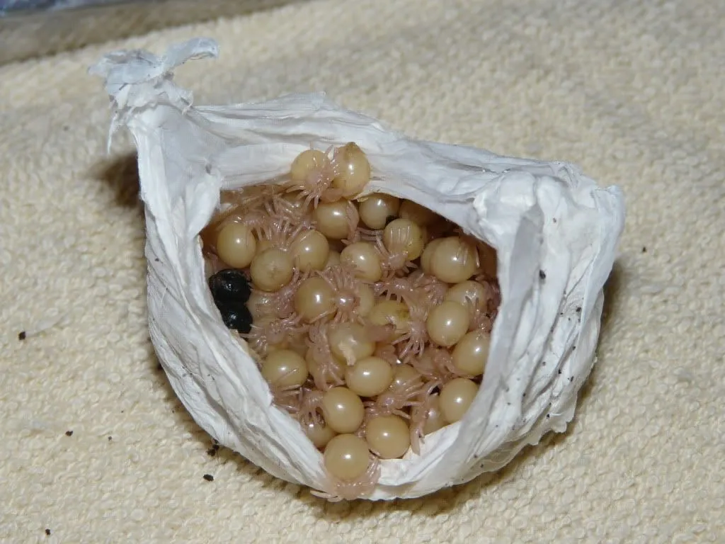 20005 incubator setup