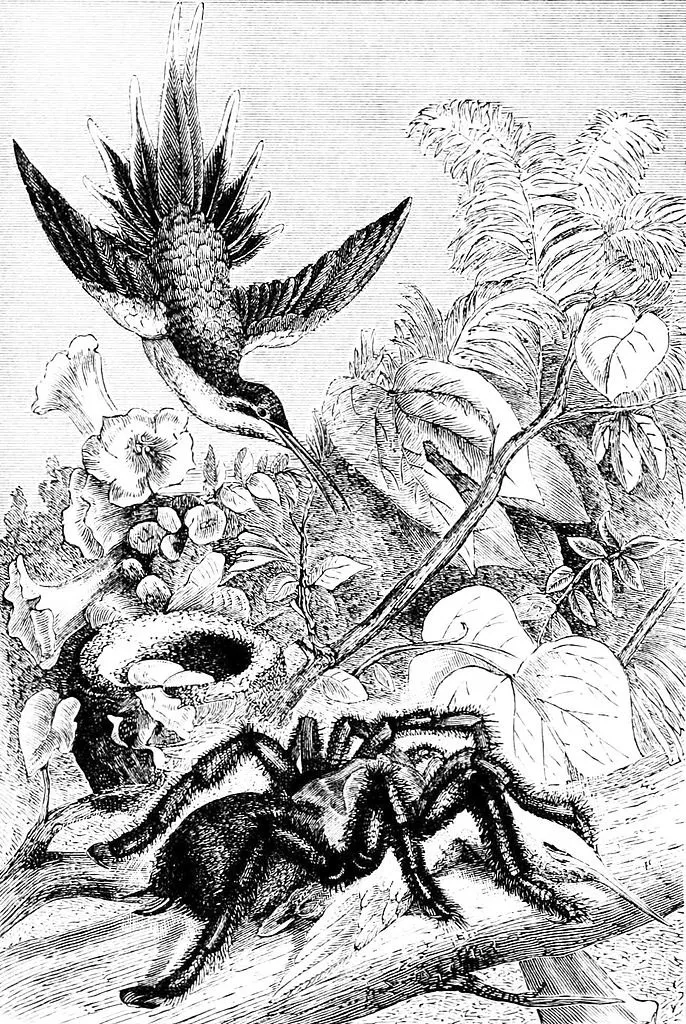20006 african bird eating tarantula 4