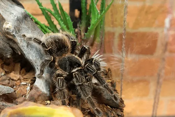 20006 african bird eating tarantula 5