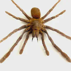 /img/20007-tarantula-health-check.webp
