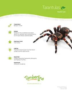 20008 lividum tarantula choosing