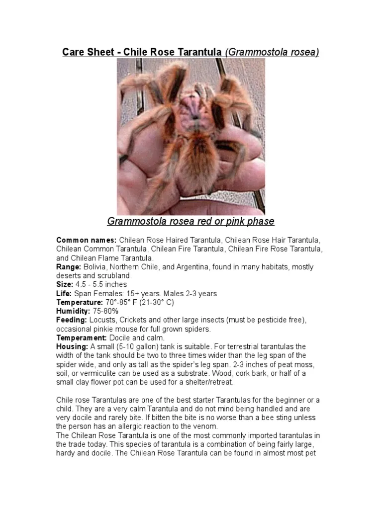 20008 lividum tarantula water