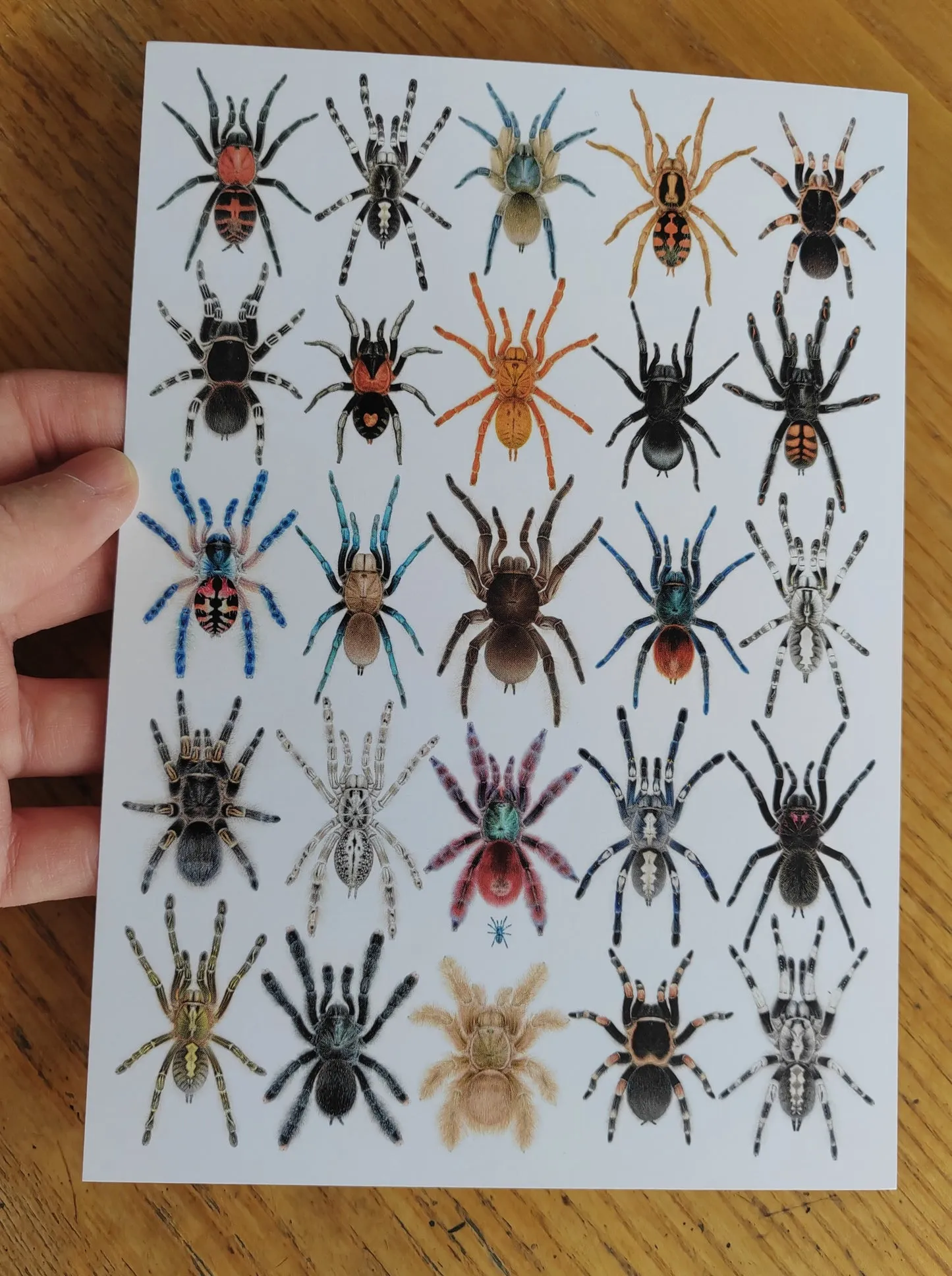 20010 pmet tarantula growth stages