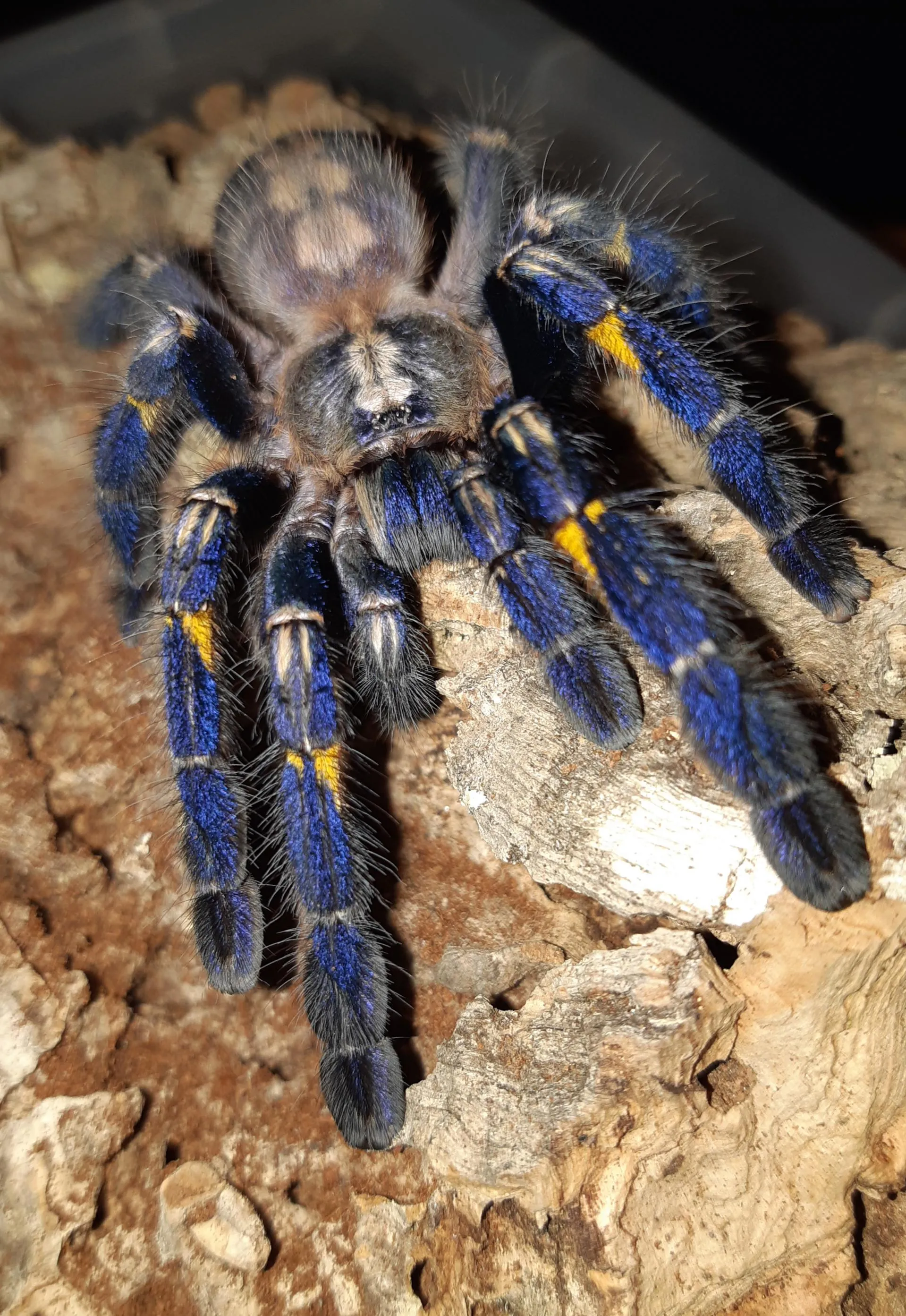 20010 pmet tarantula habitat