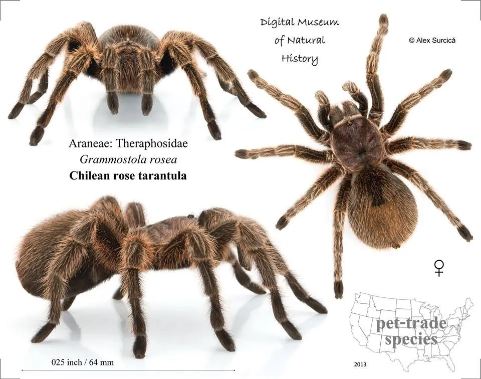 /img/20010-pmet-tarantula-max-size.webp