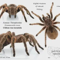 /img/20010-pmet-tarantula-max-size.webp