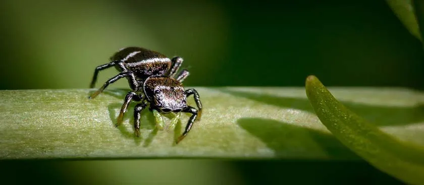 20013 tarantula dream image3