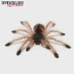/img/20015-ecuador-yellow-banded-tarantula-conservation.webp
