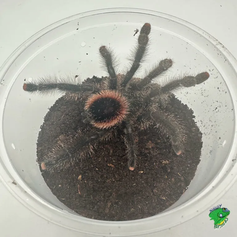 20015 ecuador yellow banded tarantula enclosure