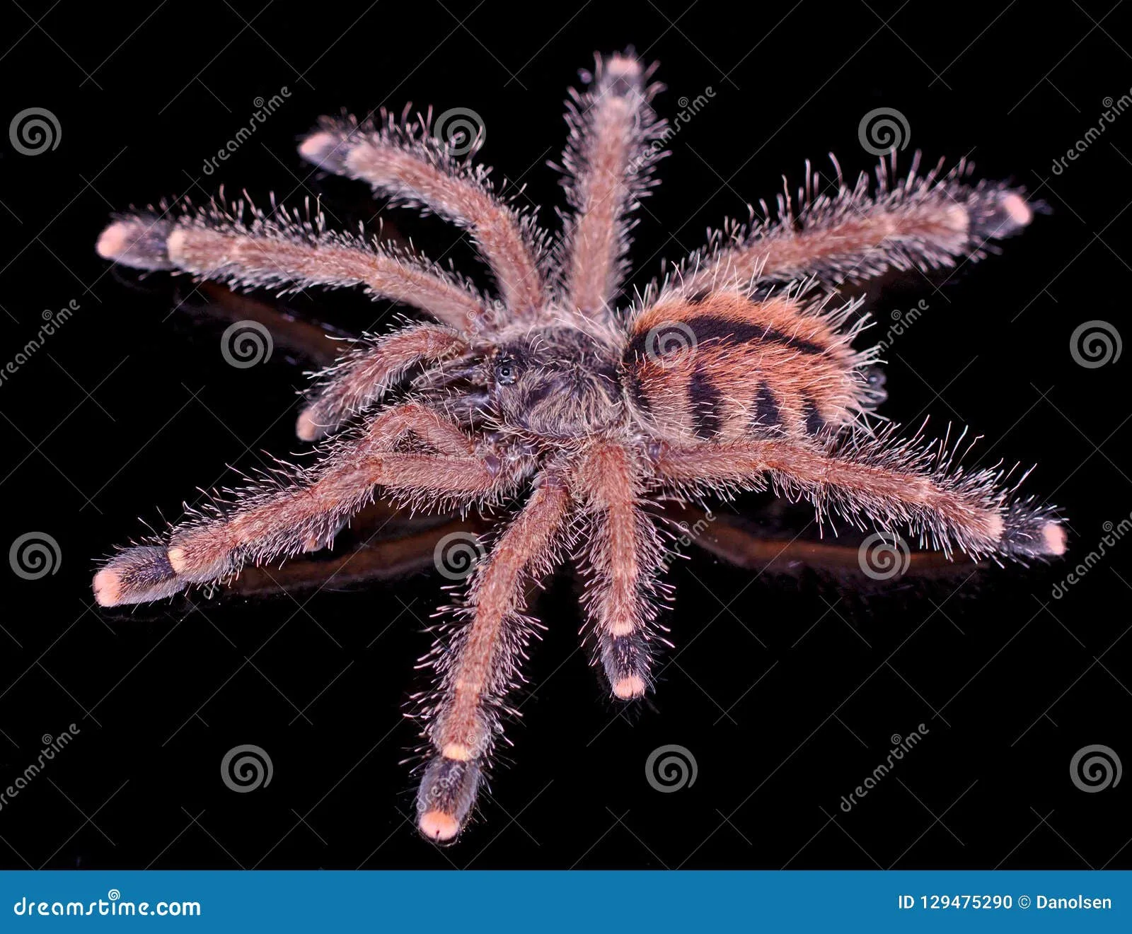 20015 ecuador yellow banded tarantula feeding