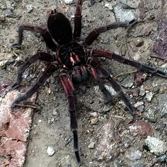 20015 ecuador yellow banded tarantula habitat