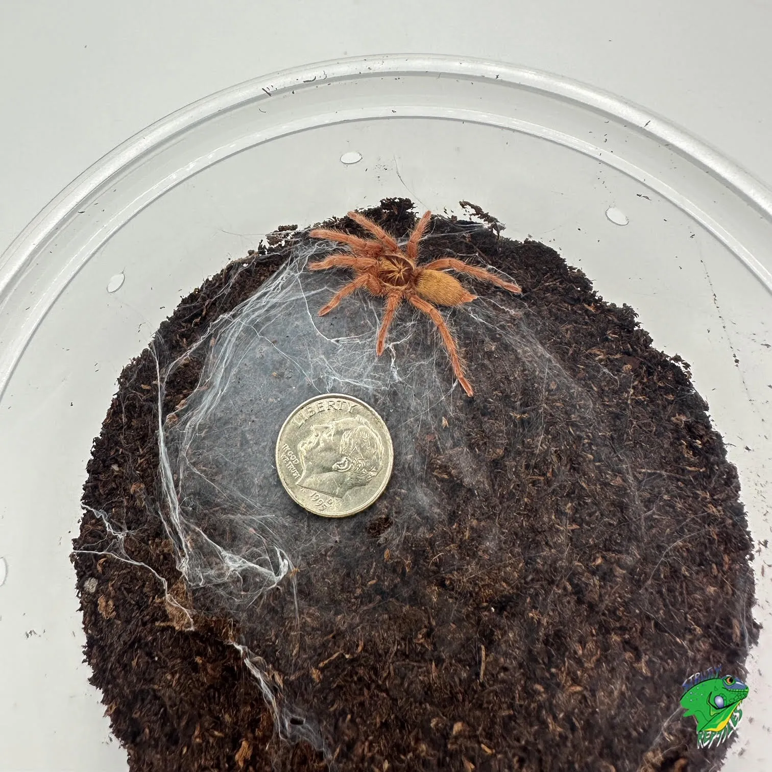 20015 ecuador yellow banded tarantula mating