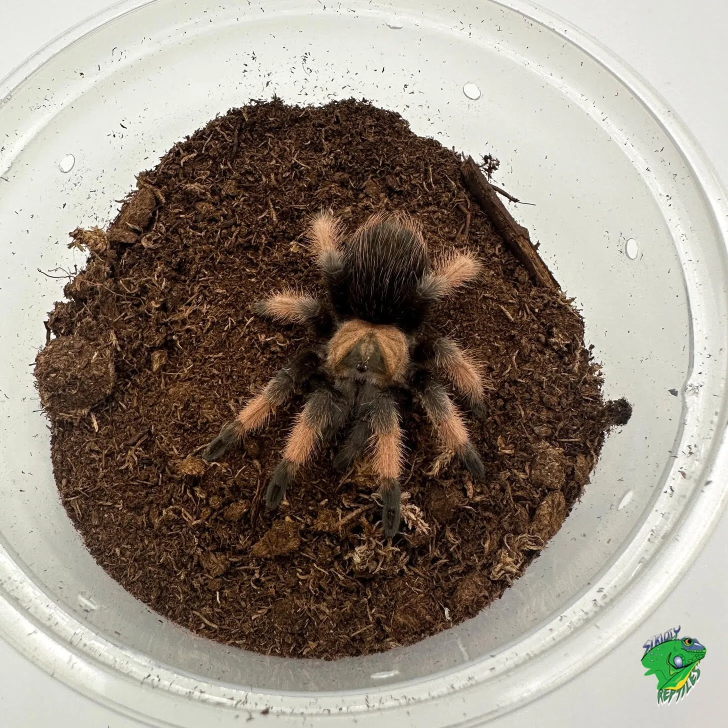 20015 ecuador yellow banded tarantula molting