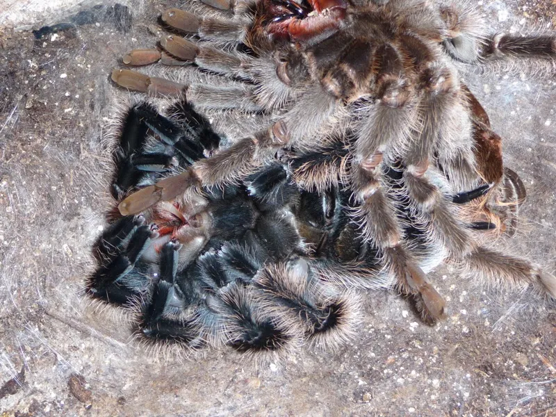 20016 tarantula molting signs