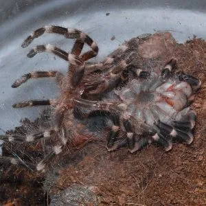 20016 tarantula substrate