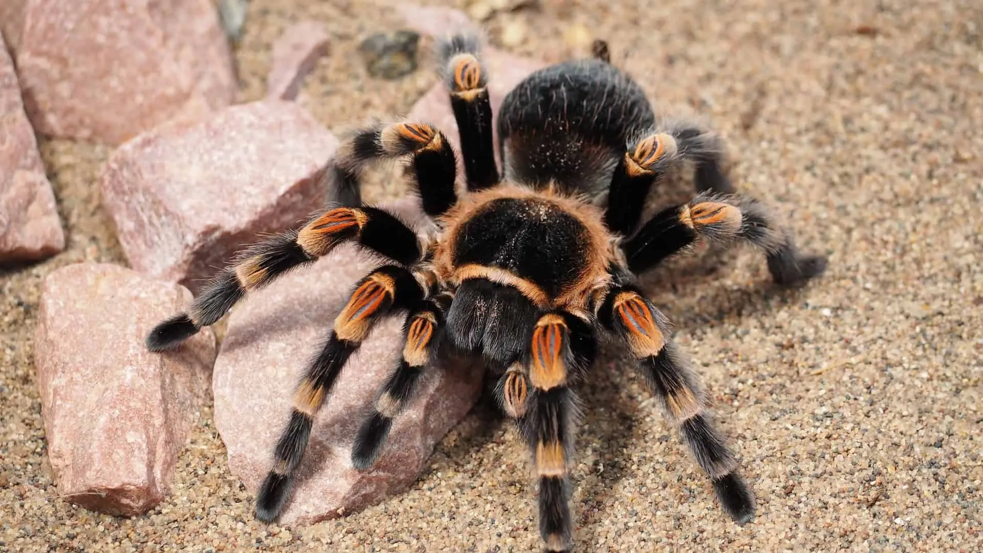 20017 tarantula close up