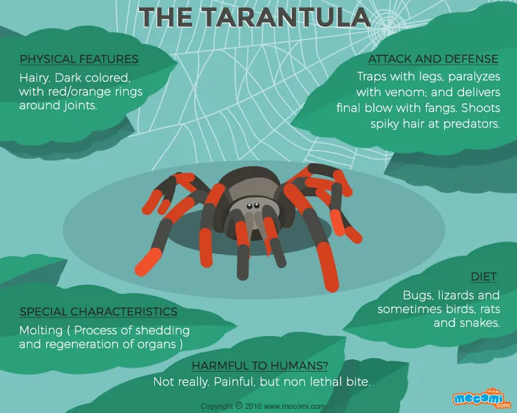 20017 tarantula species