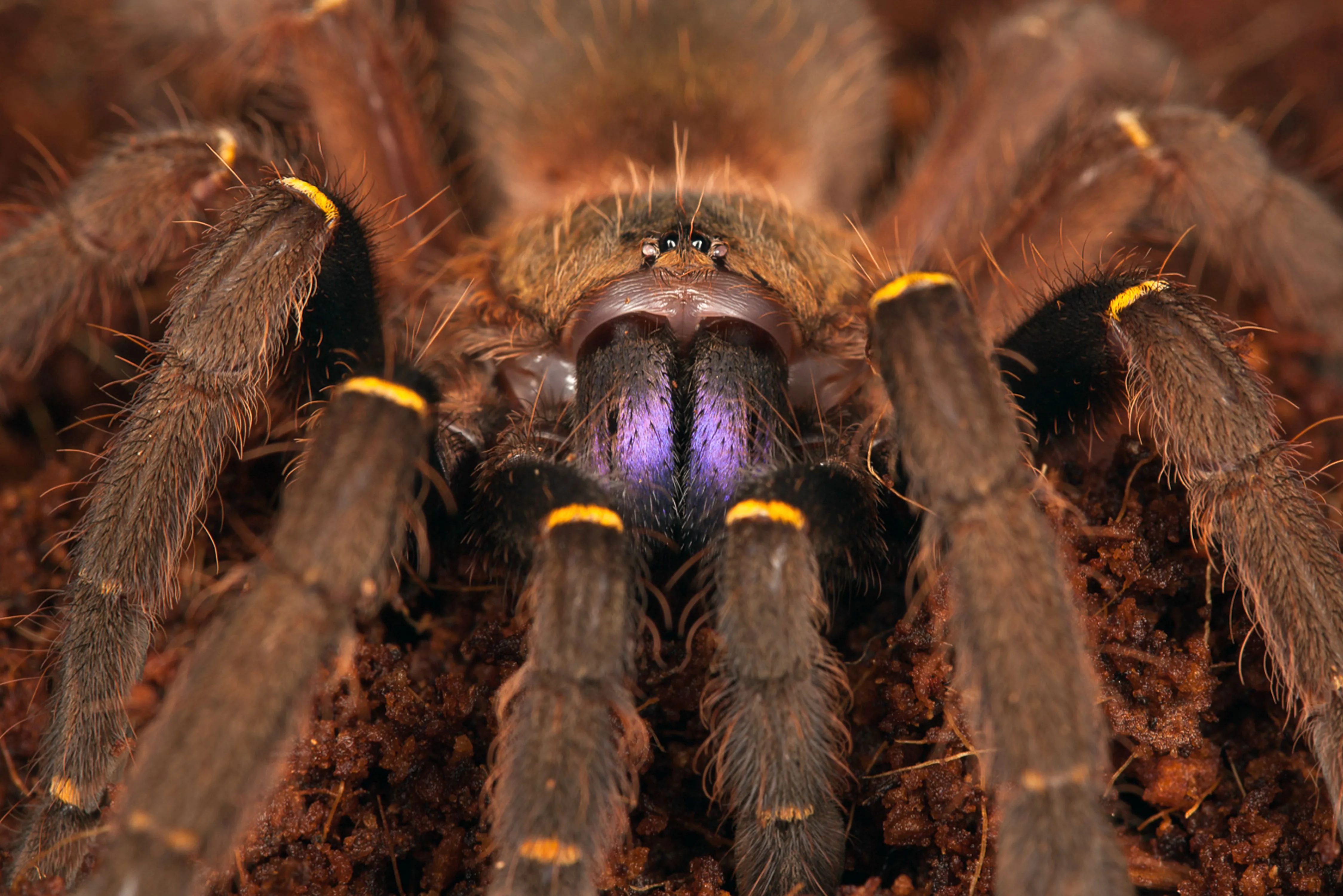 /img/20017-tarantula-spiderlings.webp