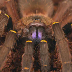 /img/20017-tarantula-spiderlings.webp
