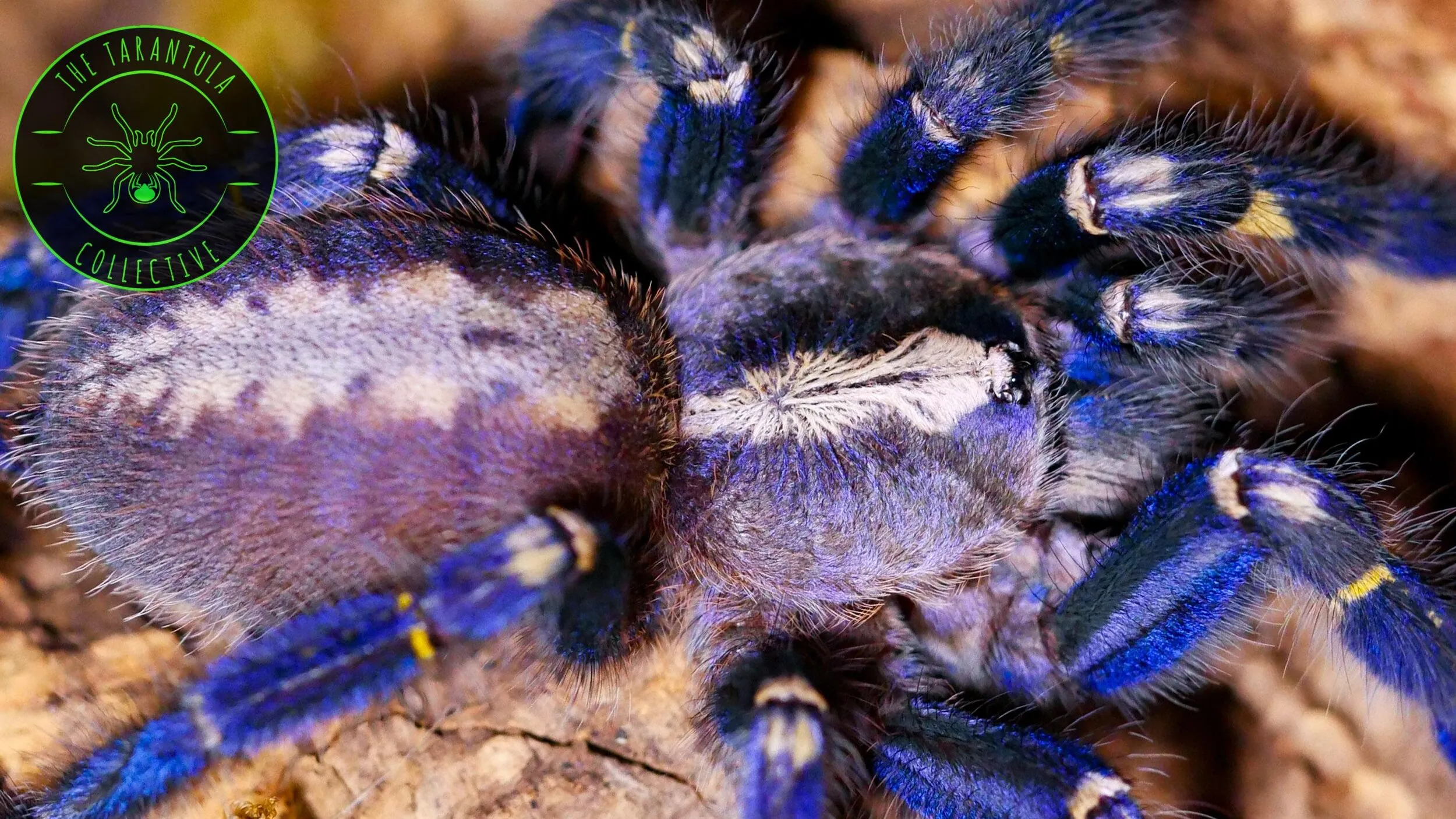20018 tarantula metallica handling