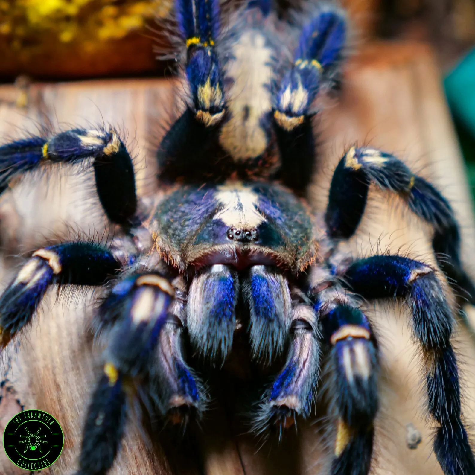 20018 tarantula metallica water