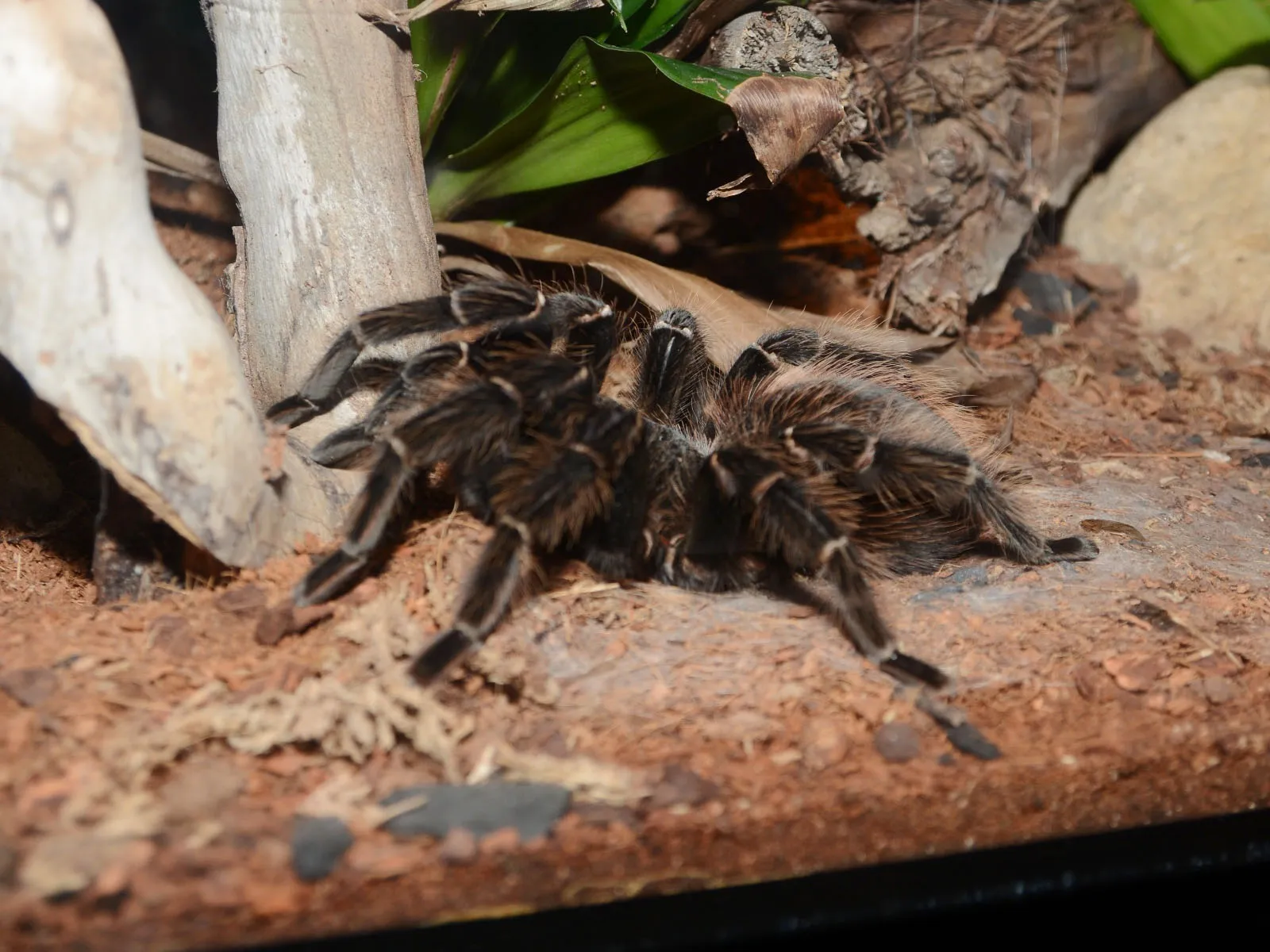 /img/20020-brazilian-salmon-tarantula-cleaning-habitat.webp