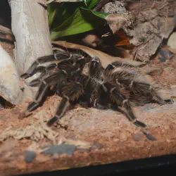 /img/20020-brazilian-salmon-tarantula-cleaning-habitat.webp