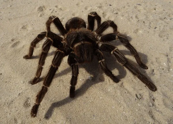 20020 brazilian salmon tarantula humidity gauge