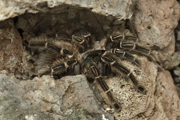 20020 brazilian salmon tarantula substrate types