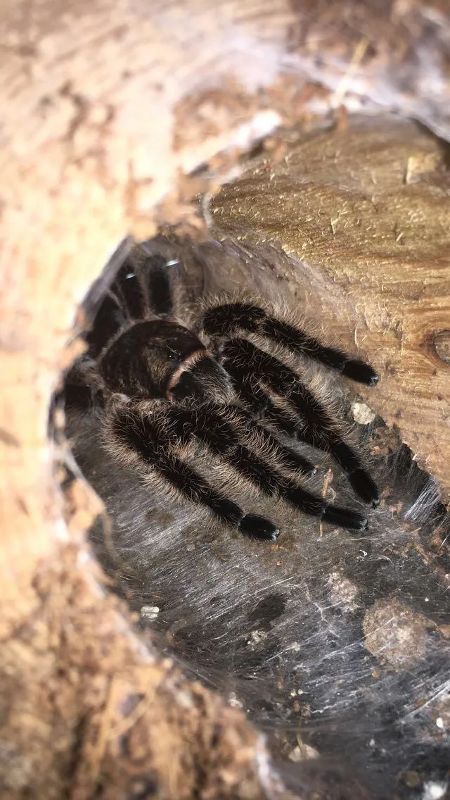 20021 curly hair tarantula feeding