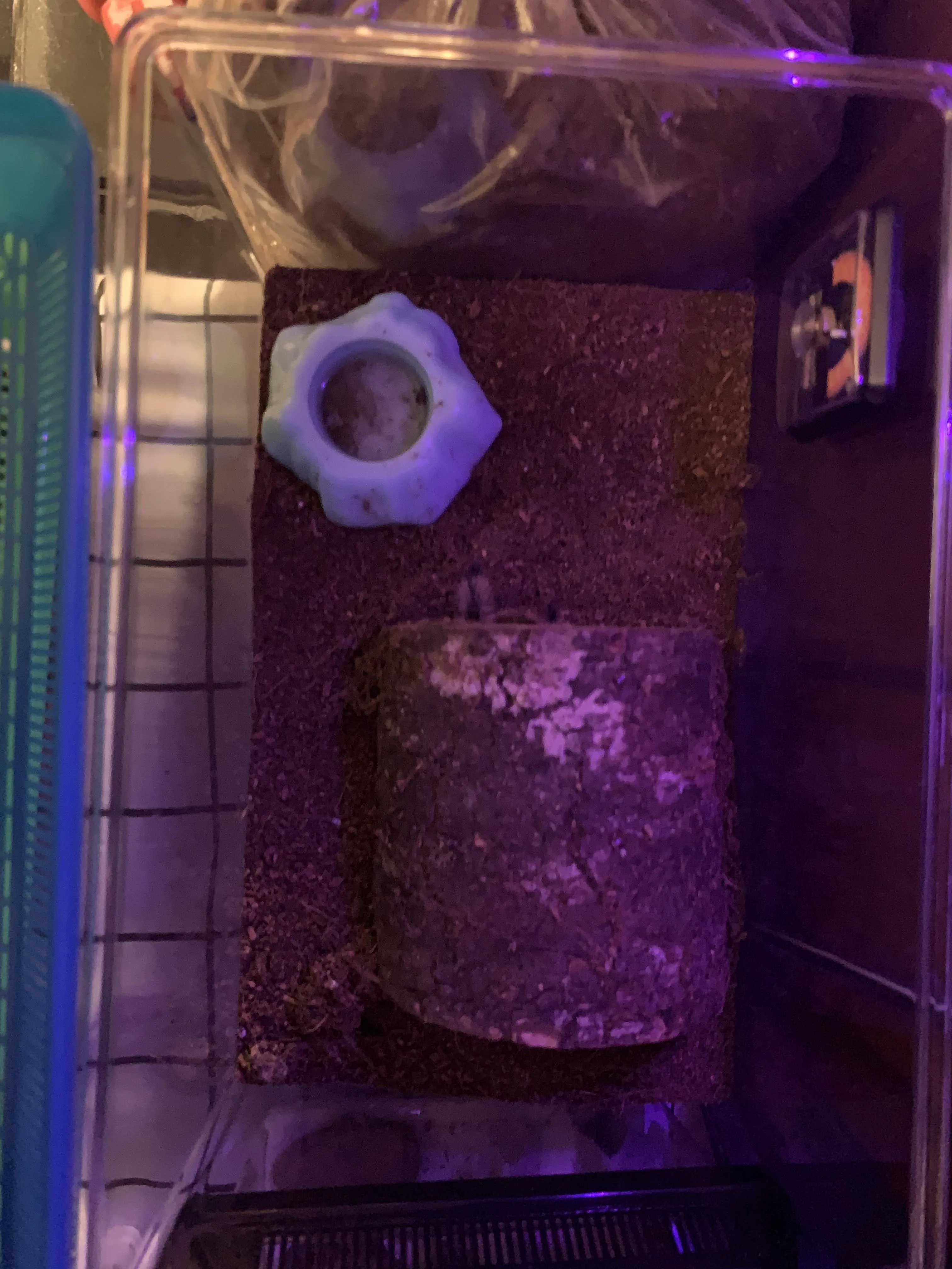 20021 curly hair tarantula handling