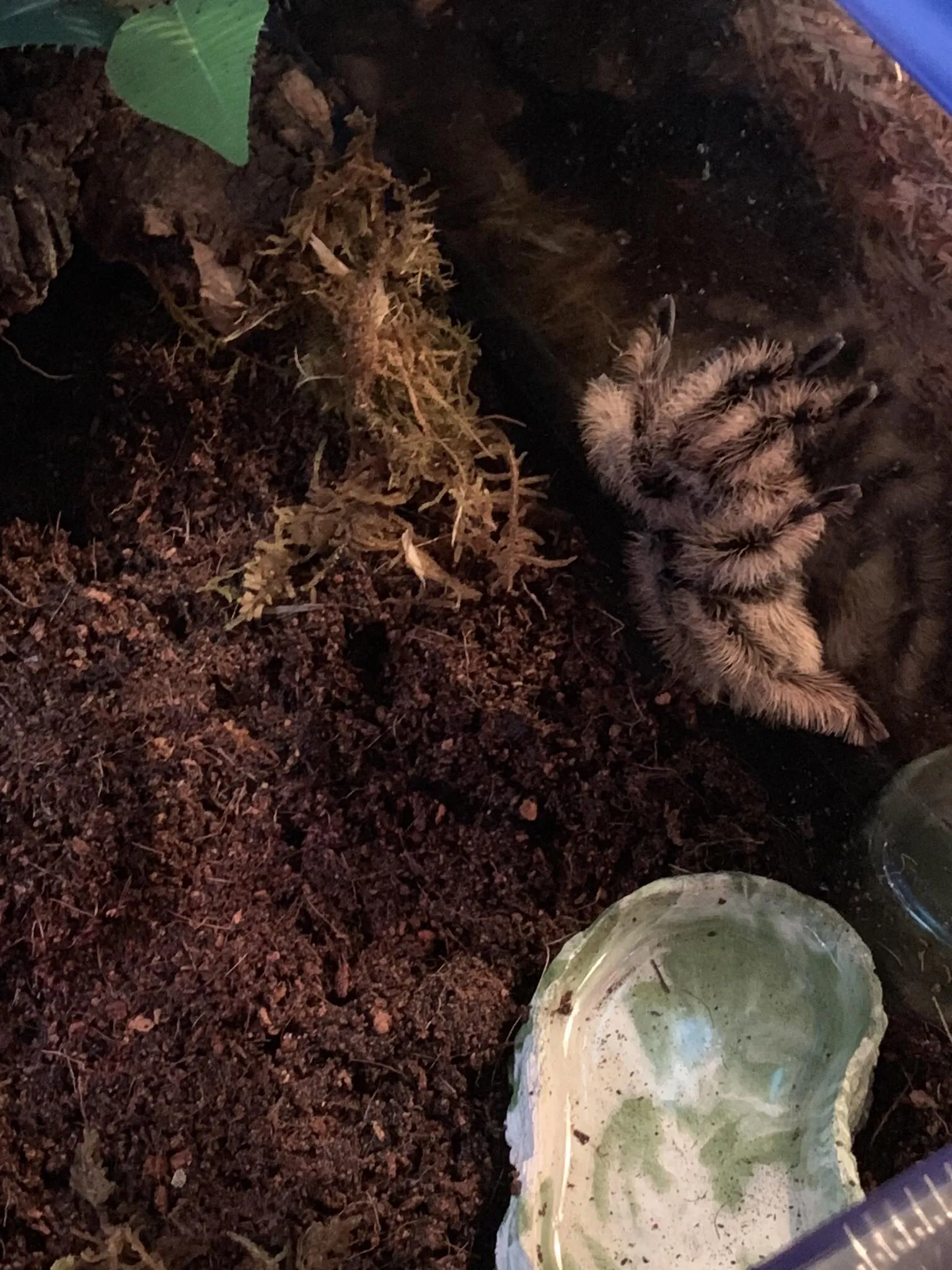 20021 curly hair tarantula molting
