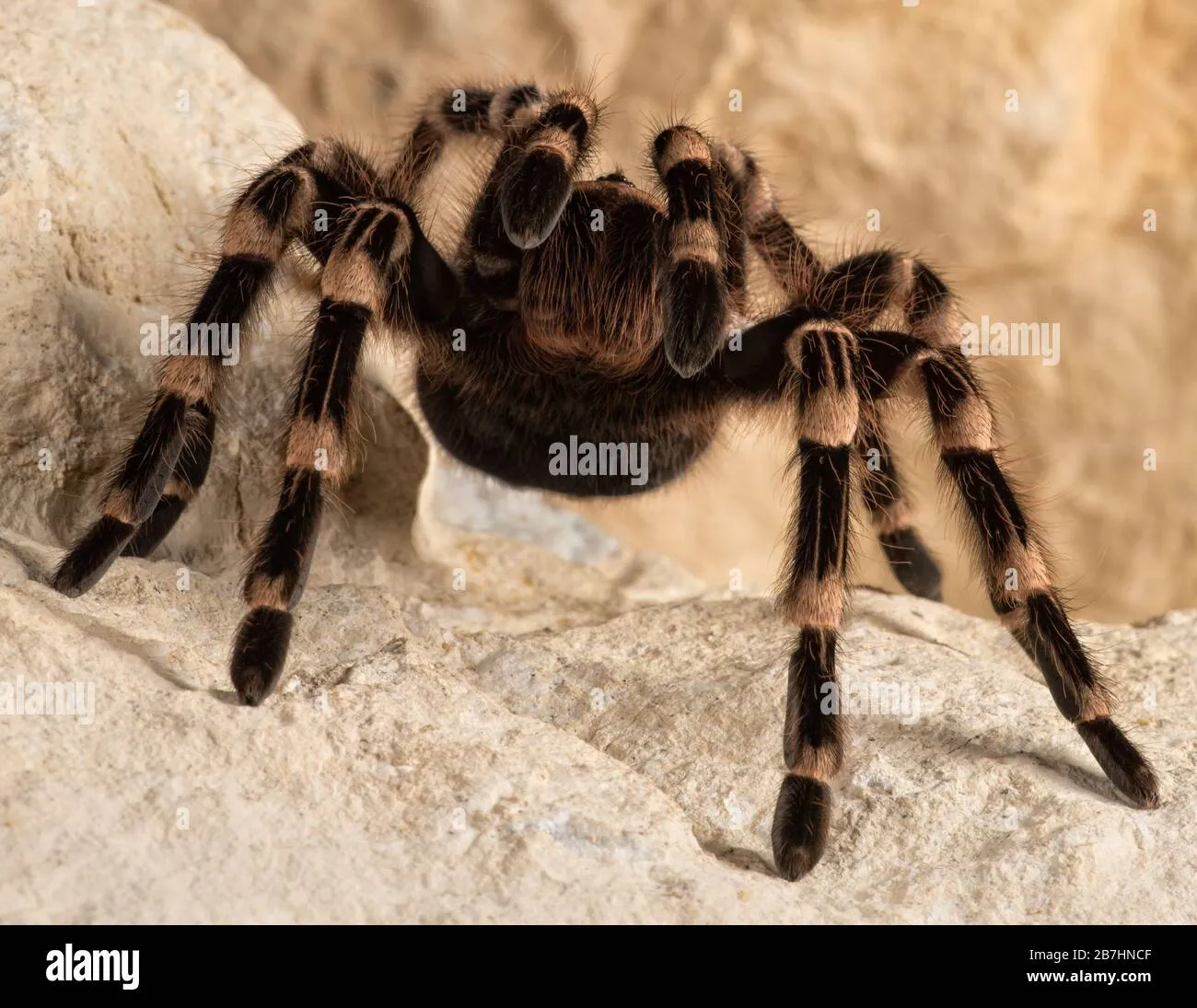 /img/20023-mexican-white-head-tarantula-breeding.webp