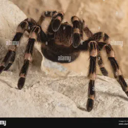 /img/20023-mexican-white-head-tarantula-breeding.webp