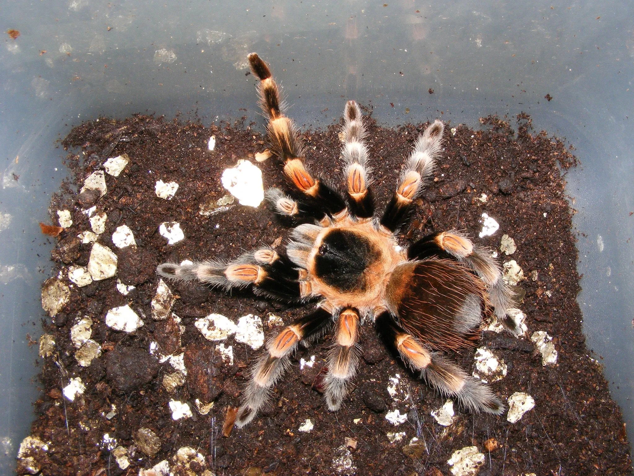 20023 mexican white head tarantula molting