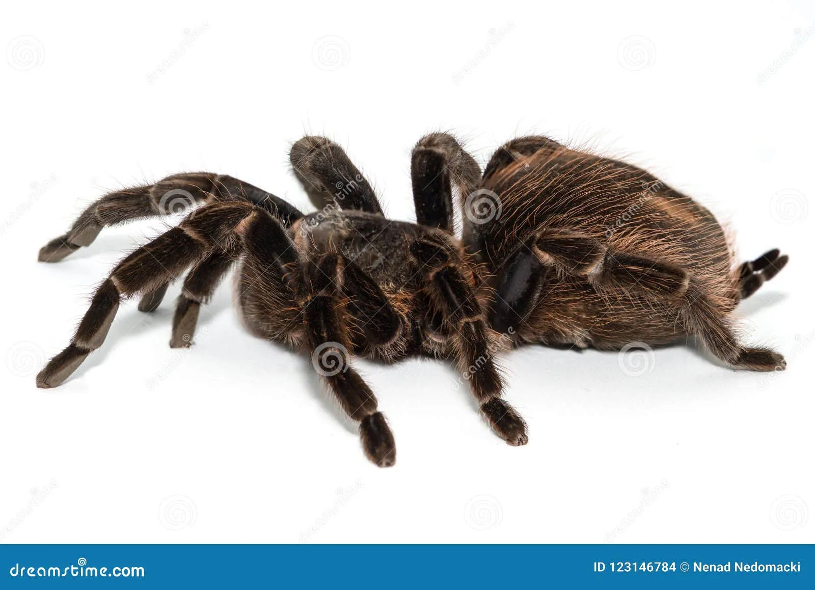 20023 mexican white head tarantula substrate