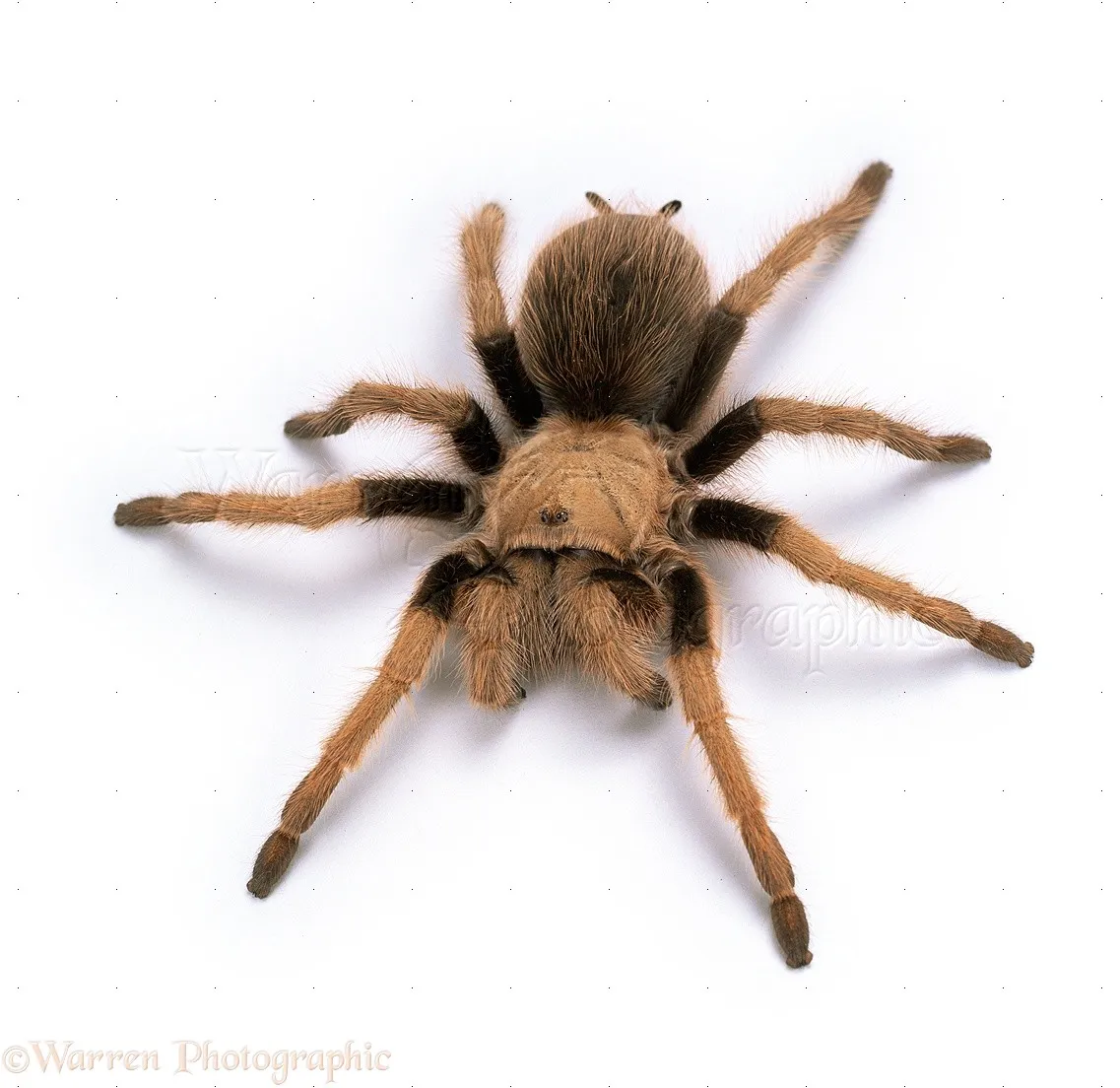 20023 mexican white head tarantula tank