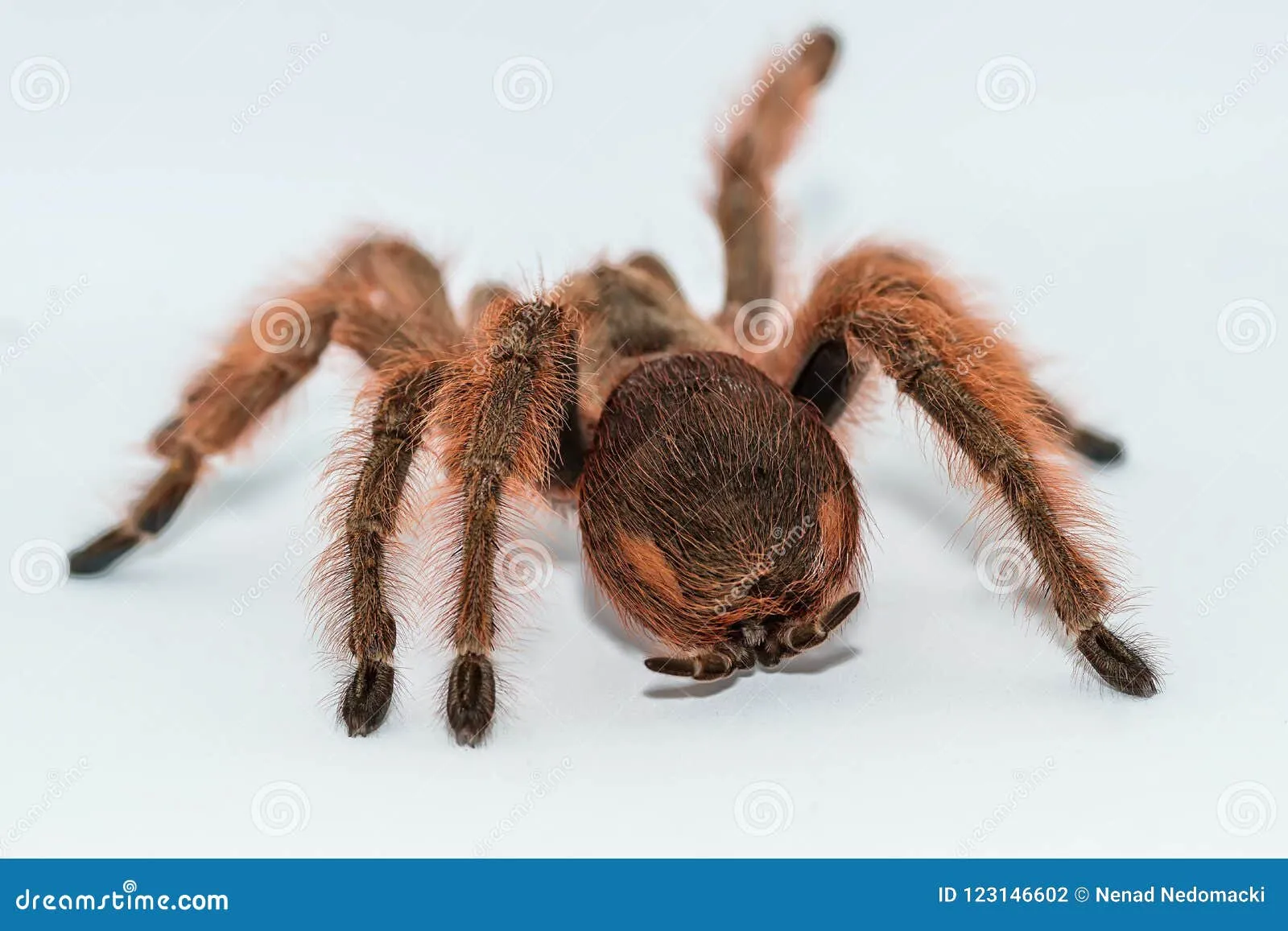 20023 mexican white head tarantula water