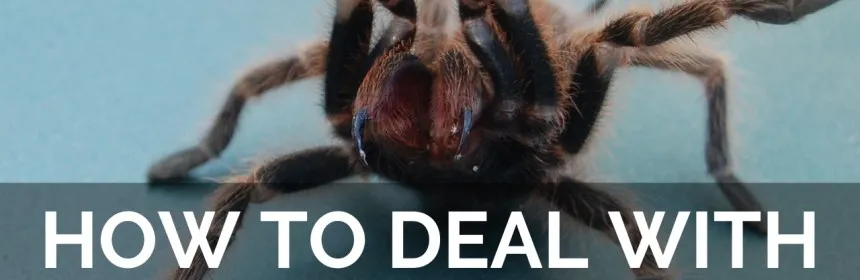 20024 first aid tarantula bite