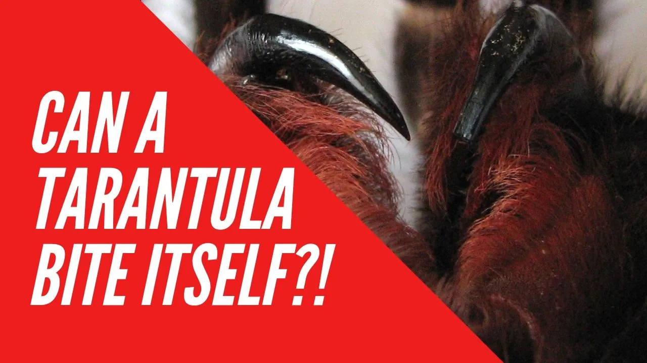 20024 tarantula bite symptoms