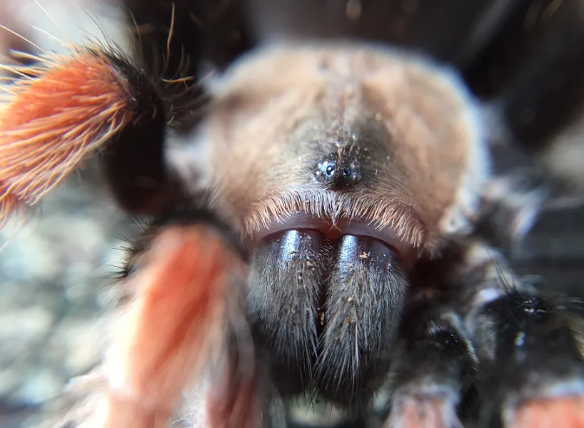 20024 tarantula species