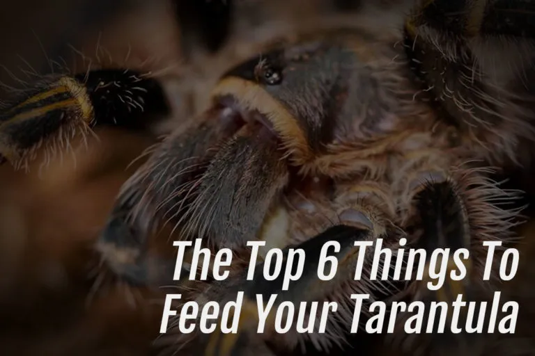20026 hungry tarantula