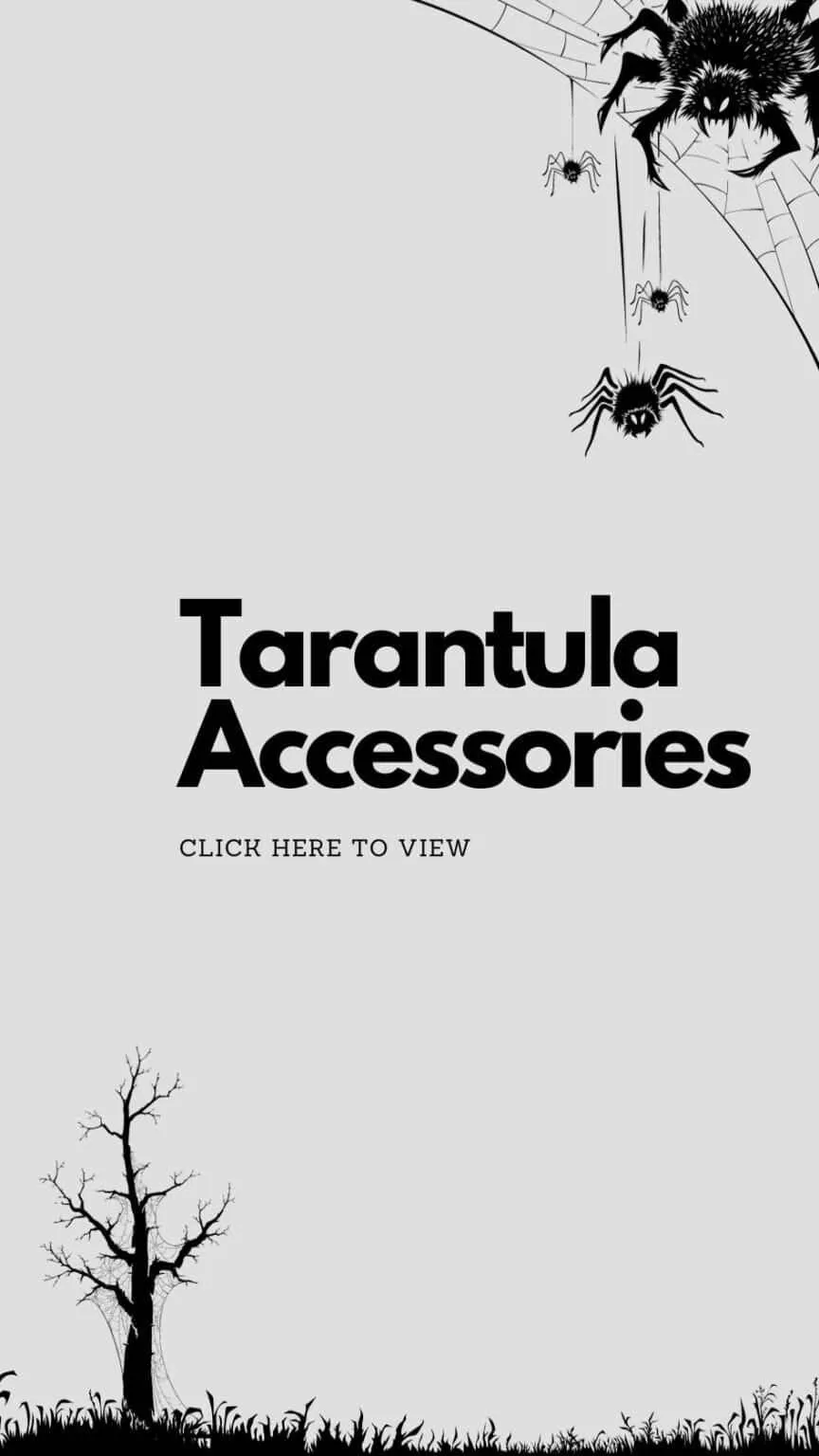20026 tarantula species