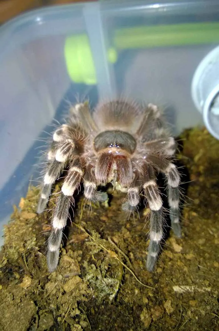 20027 tarantula feeding schedule